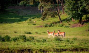  Chitwan National Park
