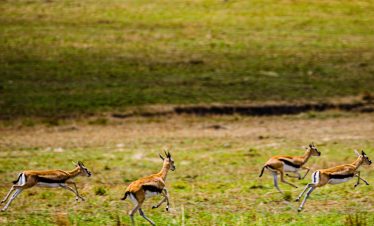 Bardiya National Park
